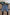 Levis 517 jorts