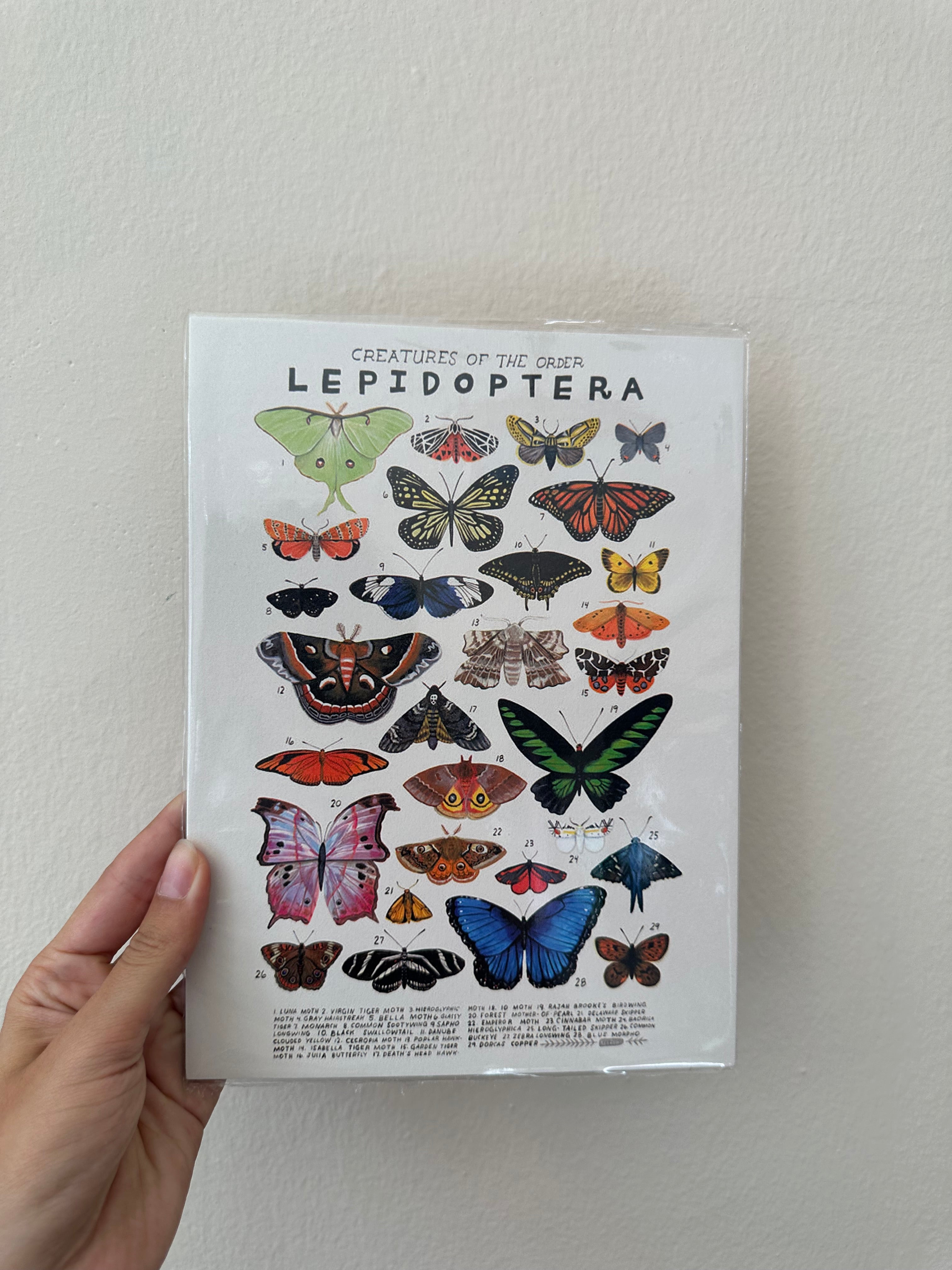 Retro butterfly poster